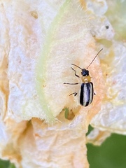 Acalymma gouldi