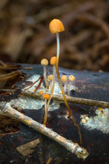 Marasmius tanaensis