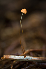 Marasmius tanaensis