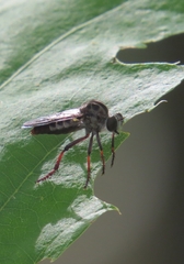 Heteropogon macerinus