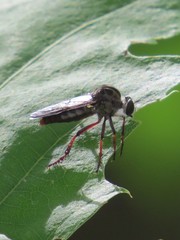 Heteropogon macerinus