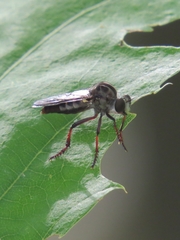 Heteropogon macerinus