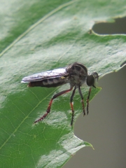 Heteropogon macerinus
