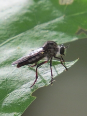 Heteropogon macerinus