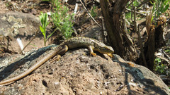 Chilean Tree Iguana photo 2