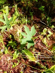 Petasites frigidus palmatus