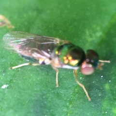 Microchrysa flaviventris