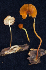 Marasmius katangensis