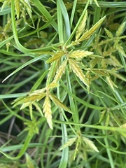 Cyperus filicinus