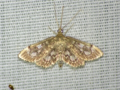 Anania tertialis