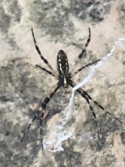 Argiope aurantia