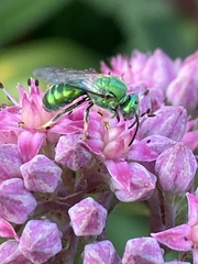 Augochloropsis viridula
