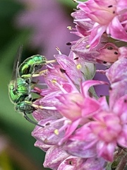 Augochloropsis viridula