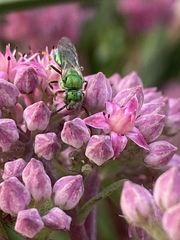 Augochloropsis viridula