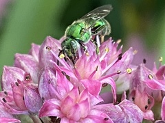 Augochloropsis viridula