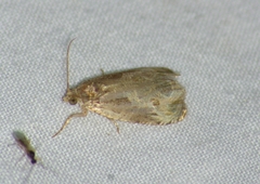 Olethreutes inornatana