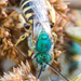 Agapostemon subtilior - Photo (c) Merav Vonshak, osa oikeuksista pidätetään (CC BY-NC), lähettänyt Merav Vonshak