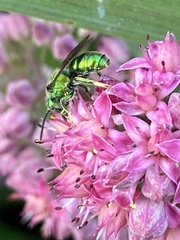Augochloropsis viridula