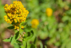 Solidago elongata