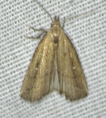 Macrochilo orciferalis