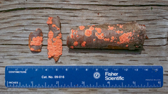 Peniophora aurantiaca