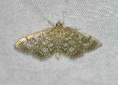 Anania tertialis