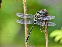 Anotogaster sieboldii
