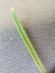 Epilobium leptophyllum