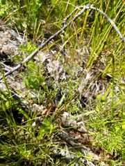 Epilobium leptophyllum