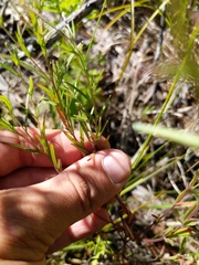 Epilobium leptophyllum