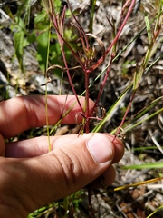 Epilobium leptophyllum