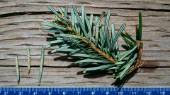 Calyptospora columnaris