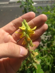 Crotalaria incana