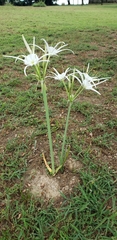 Hymenocallis occidentalis