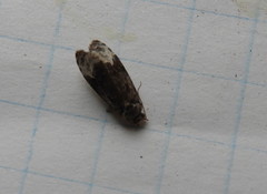 Eucosma ochroterminana