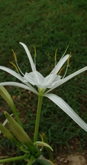 Hymenocallis occidentalis