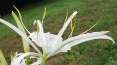 Hymenocallis occidentalis