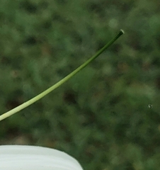 Hymenocallis occidentalis