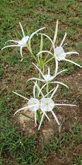 Hymenocallis occidentalis