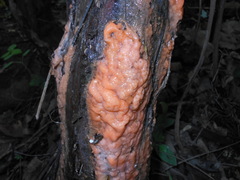 Fusicolla merismoides image