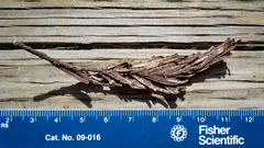 Herpotrichia juniperi