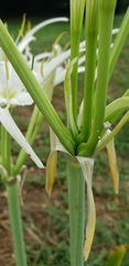 Hymenocallis occidentalis