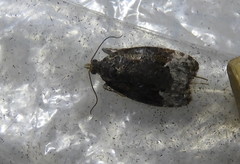 Eucosma ochroterminana