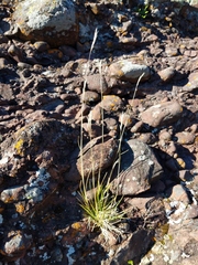 Danthonia intermedia