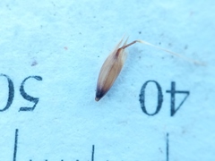 Danthonia intermedia