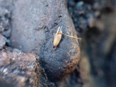 Danthonia intermedia