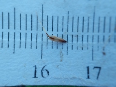 Danthonia intermedia