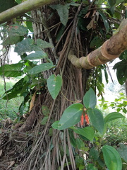 Macleania rotundifolia