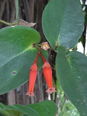 Macleania rotundifolia