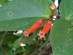 Macleania rotundifolia